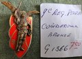 9e REP Reg. chasseurs Coinderoux