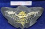SINGAPORE Para wing 02_7